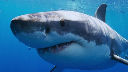 Image All the Sharks 4