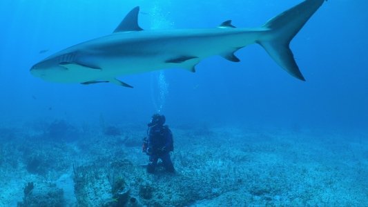 Image All the Sharks 5