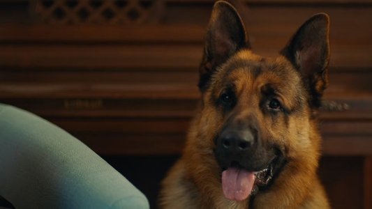 Image Hudson & Rex 5