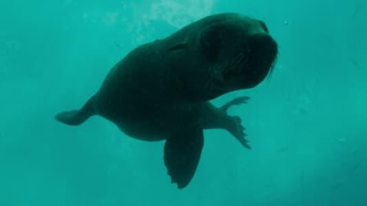 Image Colonia Pinguinos (Penguin Town) 5