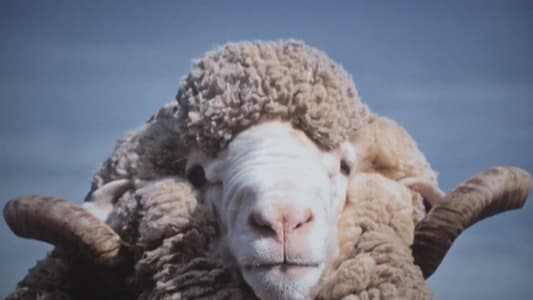 Image North Shore (2023) 3