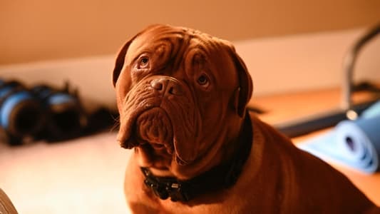 Image Socios y sabuesos 2