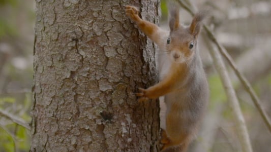 Image Escandinavia salvaje (Wild Nordic) 5