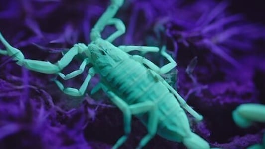 Image Alien Worlds 2