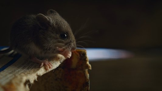 Image Naturaleza de pesadilla 3