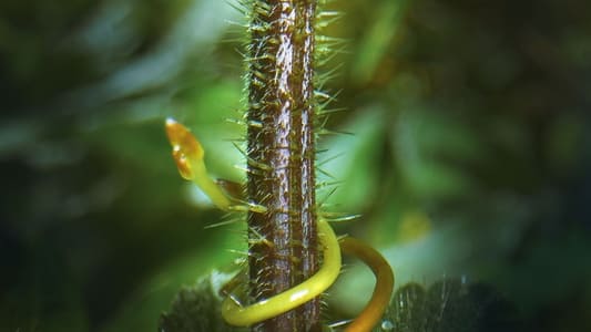 Image Planeta Verde 3