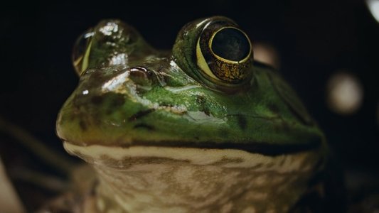 Image Naturaleza de pesadilla 2