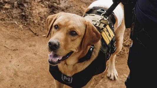 Image Hawaii Five-0 2