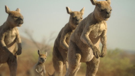 Image Prehistoric Planet (2022) 3