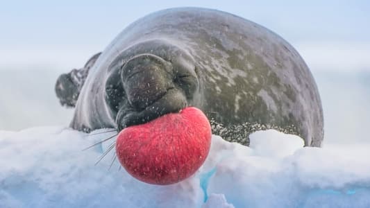 Image Planeta helado II 1