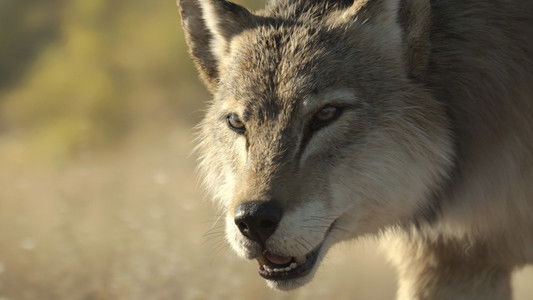 Image Prehistoric Planet (2022) 5