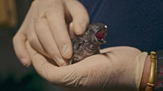 Image Colonia Pinguinos (Penguin Town) 4