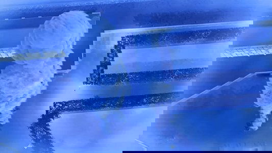 Image Miraculous: Las aventuras de Ladybug 12