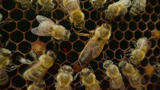 Image Nuestro planeta (Our Planet) 2