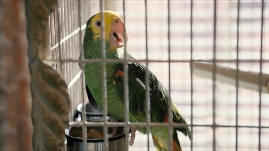 Image Solo Asesinatos en el Edificio 9