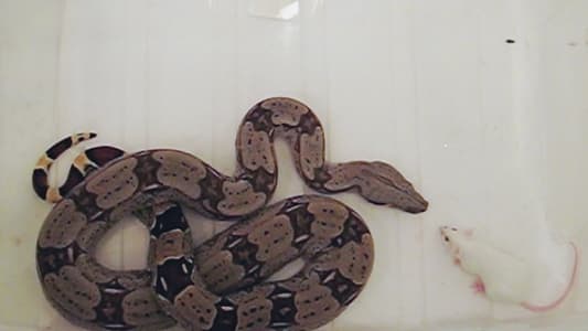 Image Elize Matsunaga Erase una vez un crimen 3