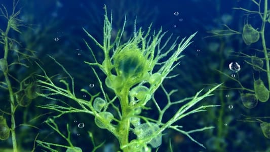 Image Planeta Verde 2