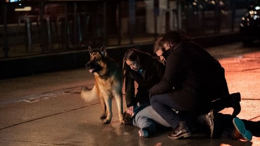 Image Hudson & Rex 20