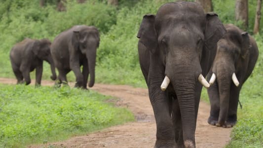 Image Nuestro planeta (Our Planet) 4