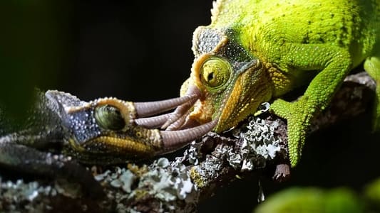 Image El juego del amor 3