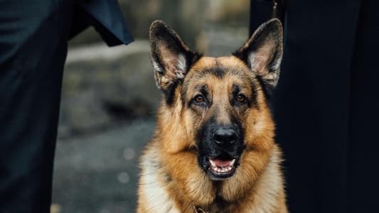 Image Hudson & Rex 16