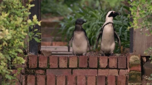 Image Colonia Pinguinos (Penguin Town) 7